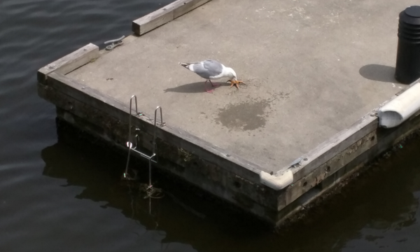 Gull eating a seastar on a small concrete pier in Vancouver. The dark water in gently rippling.